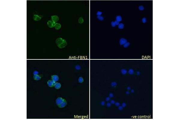 Fibrillin 1 antibody  (Internal Region)