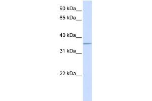 WB Suggested Anti-ALDOC Antibody Titration:  0. (ALDOC antibody  (C-Term))