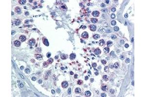 IHC Analysis: Human testis tissue stained with Smac/DIABLO, mAb (79-1-83) at 10 μg/mL. (DIABLO antibody)