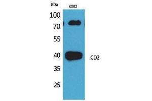 Western Blotting (WB) image for anti-CD2 (CD2) (N-Term) antibody (ABIN3178272) (CD2 antibody  (N-Term))