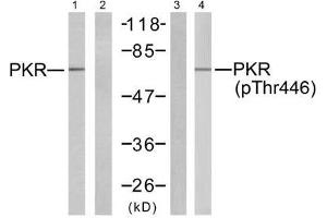 Western blot analysis of extracts from K562 cells, using PKR (Ab-446) antibody (E021272, Line 1 and 2) and PKR (phospho-Thr446) antibody (E011280, Line 3 and 4). (EIF2AK2 antibody)
