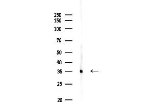 anti-Microtubule-Associated Protein, RP/EB Family, Member 3 (MAPRE3) (Internal Region) antibody