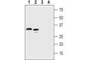Western blot analysis of human MEG-O1 chronic myelogenous leukemia cell lines lysate (lanes 1 and 3) and human K562 erythroleukemia cell line lysate  (lanes 2 and 4): - 1,2. (GPR77 antibody  (Extracellular, N-Term))