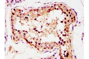 IHC image of ABIN7155699 diluted at 1:400 and staining in paraffin-embedded human testis tissue performed on a Leica BondTM system. (GSC antibody  (AA 43-127))