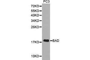 Western blot analysis of extracts of PC3 cell lines, using BAD antibody. (BAD antibody  (C-Term))