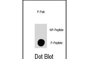 Dot blot analysis of anti-P4K4-p Phospho-specific Pab (R) on nitrocellulose membrane. (MAP4K4 antibody  (pSer801))
