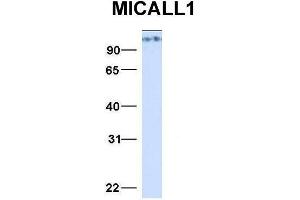 Host:  Rabbit  Target Name:  MICALL1  Sample Type:  293T  Antibody Dilution:  1. (MICAL-Like 1 antibody  (N-Term))