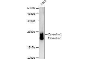 Western blot analysis of extracts of HeLa cells, using Caveolin-1 antibody (ABIN7266154) at 1:1000 dilution. (Caveolin-1 antibody)