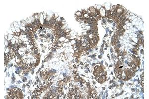 POFUT2 antibody was used for immunohistochemistry at a concentration of 4-8 ug/ml to stain Surface mucous cells and Epithelial cells of fundic gland (arrows) in Human Stomach. (POFUT2 antibody  (C-Term))