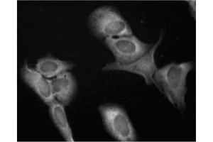 Immunofluorescence (IF) image for anti-Eukaryotic Translation Initiation Factor 4E (EIF4E) (AA 1-217) antibody (ABIN967870) (EIF4E antibody  (AA 1-217))
