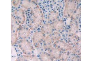 IHC-P analysis of Mouse Tissue, with DAB staining. (GAA antibody  (AA 70-245))