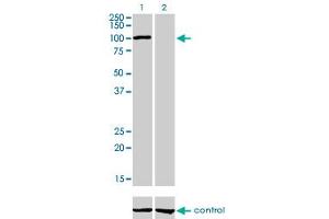 Western blot analysis of AHR over-expressed 293 cell line, cotransfected with AHR Validated Chimera RNAi (Lane 2) or non-transfected control (Lane 1). (Aryl Hydrocarbon Receptor antibody  (AA 721-820))