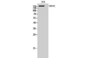 Western Blotting (WB) image for anti-Plexin C1 (PLXNC1) (Internal Region) antibody (ABIN3178973) (Plexin C1 antibody  (Internal Region))