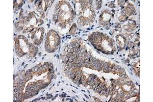 Immunohistochemical staining of paraffin-embedded Kidney tissue using anti-APP mouse monoclonal antibody. (APP antibody)
