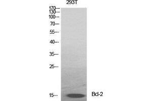 Western Blot (WB) analysis of specific cells using Bcl-2 Polyclonal Antibody. (Bcl-2 antibody  (Ser167))