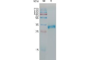 Human C(138-160) Protein, mFc Tag on SDS-PAGE under reducing condition. (Claudin 6 Protein (CLDN6) (AA 138-160) (mFc Tag))