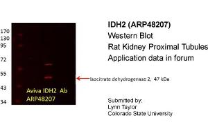 Western Blotting (WB) image for anti-Isocitrate Dehydrogenase 2 (NADP+), Mitochondrial (IDH2) (Middle Region) antibody (ABIN405980) (IDH2 antibody  (Middle Region))