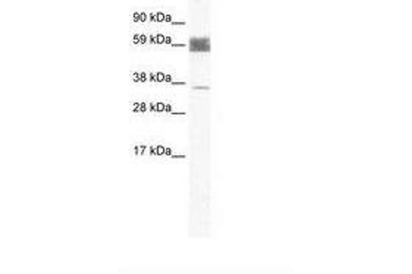 ZNF713 antibody  (AA 118-167)