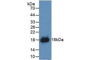 Detection of Recombinant IFNg, Canine using Polyclonal Antibody to Interferon Gamma (IFNg) (Interferon gamma antibody  (AA 24-166))