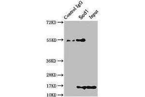 Immunoprecipitating Sod1 in HEK293 whole cell lysate Lane 1: Rabbit control IgG instead of ABIN7177879 in HEK293 whole cell lysate. (SOD1 antibody  (AA 2-154))