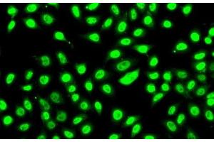Immunofluorescence (IF) image for anti-Splicing Factor 3b, Subunit 2, 145kDa (SF3B2) antibody (ABIN7261828)
