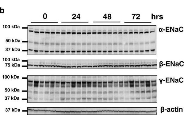 SCNN1A antibody  (AA 629-650)