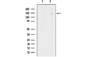 anti-G Protein-Coupled Receptor 124 (GPR124) (C-Term) antibody