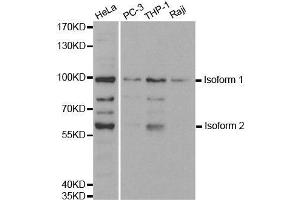 Western blot analysis of extracts of various cell lines, using UHRF2 antibody. (UHRF2 antibody  (AA 76-359))