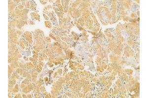 anti-G Protein gamma 12 (GNG12) (Internal Region) antibody