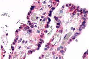 Immunohistochemical staining of human placenta, villi with GPR78 polyclonal antibody . (GPR78 antibody  (C-Term))