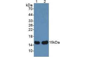 Figure. (aHSP antibody  (AA 2-102))