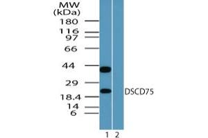 Image no. 2 for anti-Mesenchymal Stem Cell Protein DSCD75 (THEM6) (AA 200-250) antibody (ABIN960105) (THEM6 antibody  (AA 200-250))