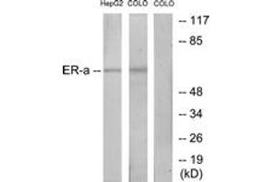 Western blot analysis of extracts from HepG2/COLO cells, treated with EGF, using Estrogen Receptor-alpha (Ab-167) Antibody. (Estrogen Receptor alpha antibody  (AA 136-185))