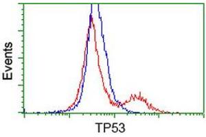 HEK293T cells transfected with either RC200003 overexpress plasmid (Red) or empty vector control plasmid (Blue) were immunostained by anti-TP53 antibody (ABIN2454485), and then analyzed by flow cytometry.