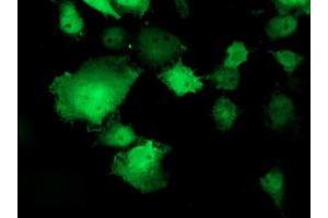 Anti-TOMM34 mouse monoclonal antibody (ABIN2454785) immunofluorescent staining of COS7 cells transiently transfected by pCMV6-ENTRY TOMM34 (RC201083). (TOMM34 antibody)