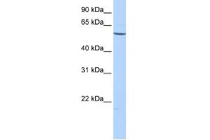 EMID2 antibody used at 1 ug/ml to detect target protein. (Collagen, Type XXVI, alpha 1 (COL26A1) (C-Term) antibody)