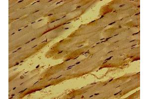 Immunohistochemistry of paraffin-embedded human skeletal muscle tissue using ABIN7162040 at dilution of 1:100 (NME6 antibody  (AA 1-186))