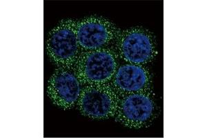 Confocal immunofluorescent analysis of PCSK2 antibody with 293 cells followed by Alexa Fluor 488-conjugated goat anti-rabbit lgG (green). (PCSK2 antibody  (AA 87-116))