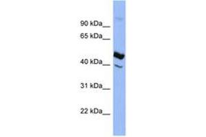 Image no. 1 for anti-serpin Peptidase Inhibitor, Clade D (Heparin Cofactor), Member 1 (SERPIND1) (AA 323-372) antibody (ABIN6741642) (SERPIND1 antibody  (AA 323-372))