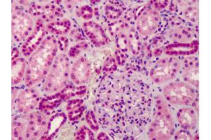 Anti-GRTP1 antibody IHC of human kidney. (GRTP1 antibody  (Internal Region))