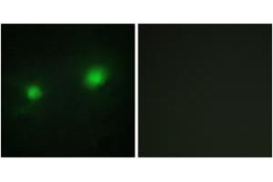 Immunofluorescence analysis of HuvEc cells, using MYST2 Antibody. (MYST2 antibody  (AA 131-180))