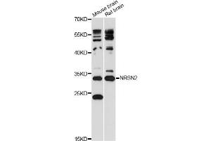 Western blot analysis of extracts of various cell lines, using NRSN2 antibody (ABIN6292539) at 1:3000 dilution. (NRSN2 antibody)