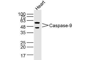 Heart lysates probed with Caspase-9 Polyclonal Antibody, Unconjugated  at 1:300 dilution and 4˚C overnight incubation. (Caspase 9 antibody  (AA 271-314))