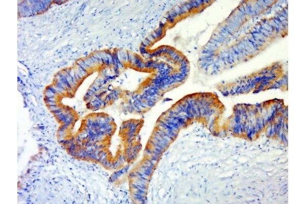 CCDC138 antibody  (AA 551-665)