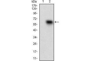 Western blot analysis using CD68 mAb against HEK293 (1) and CD68 (AA: 42-155)-hIgGFc transfected HEK293 (2) cell lysate. (CD68 antibody  (AA 42-155))
