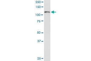 ITGA6 MaxPab polyclonal antibody. (ITGA6 antibody  (AA 1-1073))