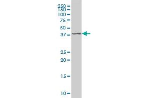 Manic Fringe antibody  (AA 214-291)