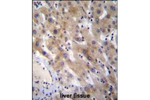 FGL1 Antibody immunohistochemistry analysis in formalin fixed and paraffin embedded human liver tissue followed by peroxidase conjugation of the secondary antibody and DAB staining. (FGL1 antibody  (C-Term))