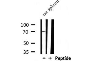 Western blot analysis of PLK3 expression in Rat spleen lysate (PLK3 antibody  (Internal Region))