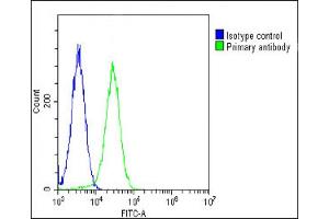 Overlay histogram showing Hela cells stained with (green line). (RPS2 antibody  (AA 248-379))